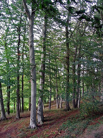 <ul><li><p>Früchte: Bucheckern (wichtiges Futter für Wildtiere)</p></li><li><p>dichte Kronen reduzieren Unterholz</p></li><li><p>Symbol für naturnahe Mischwälder</p></li><li><p>10-45 m hoch</p></li><li><p>Blätter: oval und glatter Rand</p></li><li><p>gilt als “Mutter des Waldes”</p></li><li><p>nährstoffreiches Laub → guter Humus</p></li><li><p>rotes Holz, wenn oxidiert</p></li><li><p>Trockenbruch (schmeißt Äste ab mit Laub)</p></li><li><p>Holzverarbeitung (z.B. Eisstiele): splittert nicht, nimmt keinen Geschmack an</p></li><li><p>Frühling: viele Frühblüher am Boden</p></li></ul><p></p>
