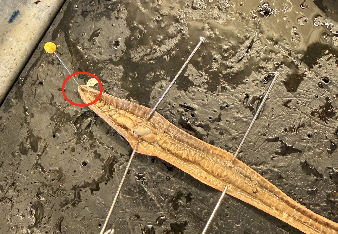 <p>What two Structures are in the circled Region? What are the Functions?</p>
