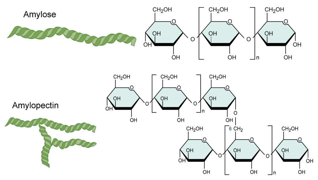 <p>Amylose: long chain of a-glucose molecules joined together by 1-4 glycosidic bonds to form an alpha helix (strengthened by H bonds </p><p>Function: Storage molecule in plants - compact, water insoluble </p><p>Amylopectin: Branched chain of a-glucose molecules with 1-4 bonds in chain and 1-6 bonds at branching points </p><p>Function: Storage molecule in plants - Compact, insoluble, branched so many free ends where glucose can be broken off for reactions (hydrolysis)</p>