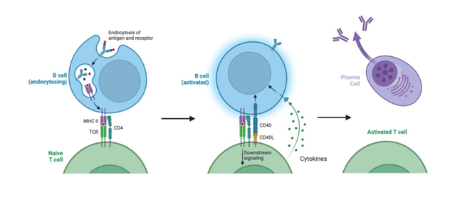 <p>proteins; activates; cytokines; plasma; memory</p>