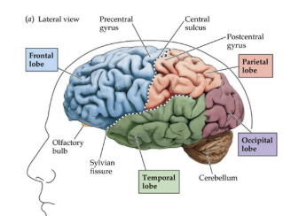 <ul><li><p><span style="background-color: transparent;">Frontal lobe: at the front of the brain- involved in executive functioning, formulating plans and strategies</span></p></li><li><p><span style="background-color: transparent;">Parietal lobe: involved in somatosensation, receiving sensory information from around the body and the environment</span></p></li><li><p><span style="background-color: transparent;">Temporal lobe: incorporates the primary auditory cortex, which receives auditory information</span></p></li><li><p><span style="background-color: transparent;">Occipital lobe: receives visual information</span></p></li></ul><p></p>