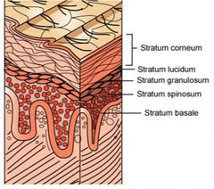 <p>Corneum</p><p>Lucidum</p><p>Granulosum</p><p>Germivatum ( basale & spinosum)</p><p>Mnemonic: Candy Lions Growl Great.</p>