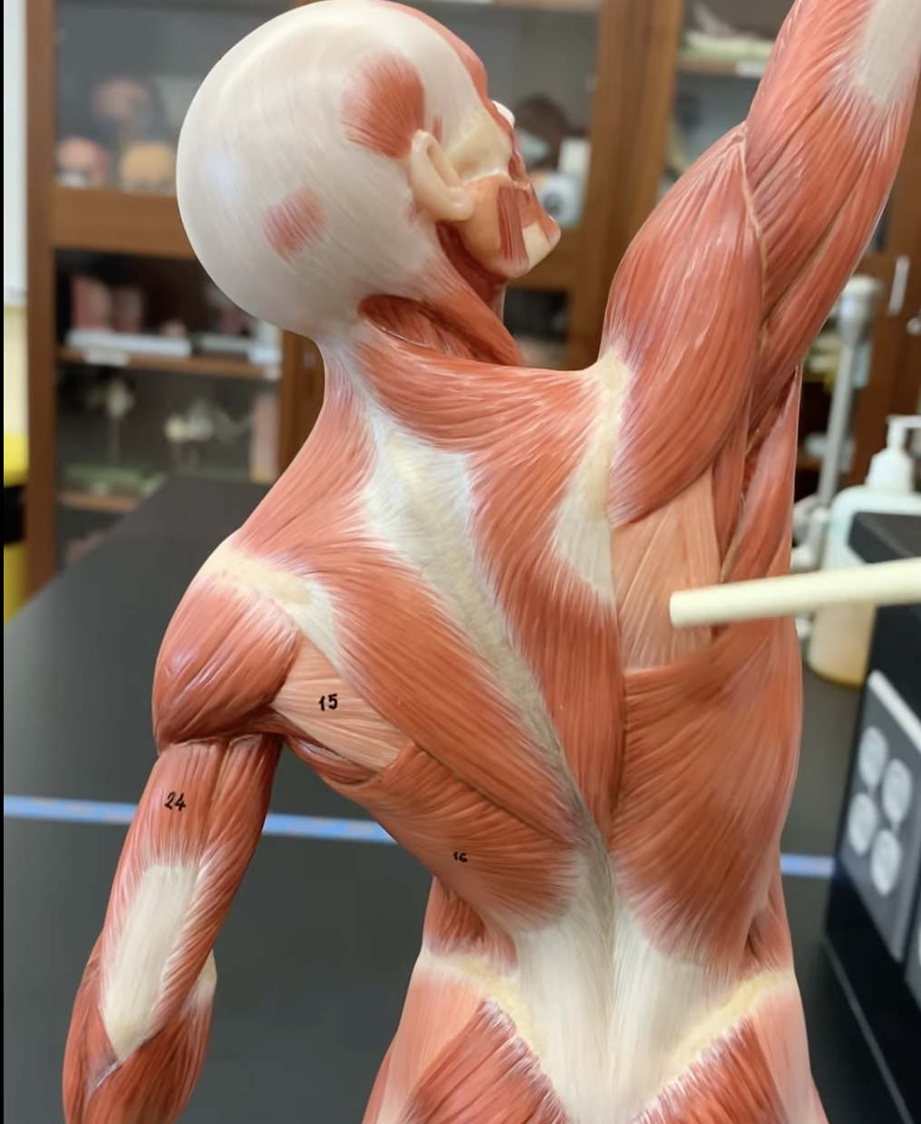 <p>Infraspinatus</p>