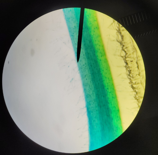 <p>What are they?</p>