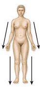 <p>farther from the origin of a body part or the point of attachment of a limb to the body trunk</p>