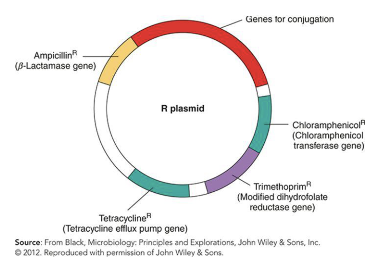 <ul><li><p>Penicillin-resistant strains of microbes began appearing shortly after penicillin entered widespread use—how do these mechanisms arise?</p></li></ul><p>Mechanisms vary quite widely, but two include</p><p>[1] Modification of preexisting genes</p><ul><li><p>Spontaneous mutations (polymerase errors)</p></li><li><p>Exposure to mutagens inducing mutations</p></li></ul><p>[2] Acquiring new resistance genes by</p><ul><li><p>Transposable elements</p></li><li><p>Transducing phages</p></li><li><p>Plasmid transfer (transformation/conjugation)</p></li><li><p>Recombination events</p></li></ul><p></p>
