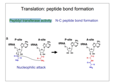 <p>peptidyl transferases</p>