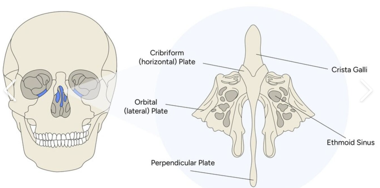<p><span style="background-color: transparent; font-family: "EB Garamond", serif;"><span>A light, spongy bone located between the eye sockets; forms part of the nasal cavity</span></span></p>