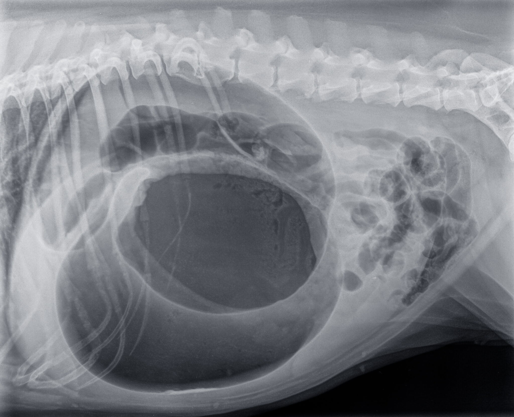 <p>Gastric Necrosis</p>