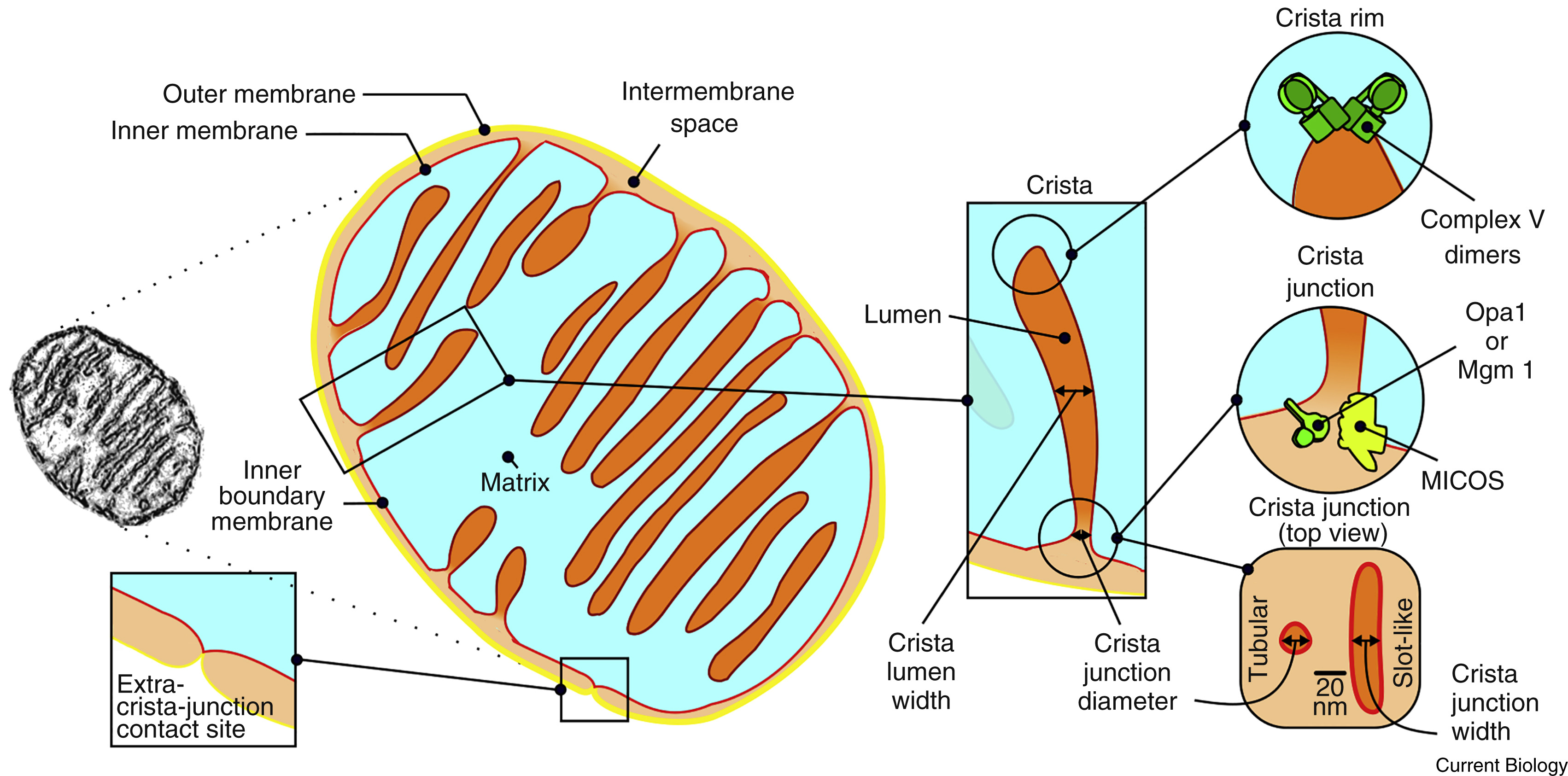 <p>the folds in the inner membrane of the mitochondria </p>
