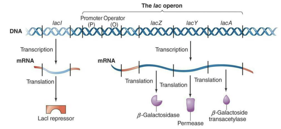 <ul><li><p><strong><em>Operon</em></strong> = Transcriptional unit of DNA with a series of structural genes under control of single promoter and their transcriptional regulatory elements</p><ul><li><p>The <strong><em>lac operon </em></strong>of E.coli is a prime example of gene regulation</p><ul><li><p>It includes an <strong><em>operator region</em></strong> where regulatory proteins bind</p></li></ul></li></ul></li><li><p>The lac operon = 3 structural genes (<strong><em>lacZ, lacY, and lacA</em></strong>) along with a single promoter and an operator</p><ul><li><p>LacZ →  β-Galactosidase</p></li><li><p>LacY → Permease</p></li><li><p>LacA → β-Galactoside transacetylase</p></li></ul></li><li><p>A regulatory gene, <strong><em>lacI</em></strong>, is located <strong><em>upstream of the operon </em></strong>and encodes the <strong><em>LacI repressor protein</em></strong>, which controls the operator</p></li></ul><p></p>