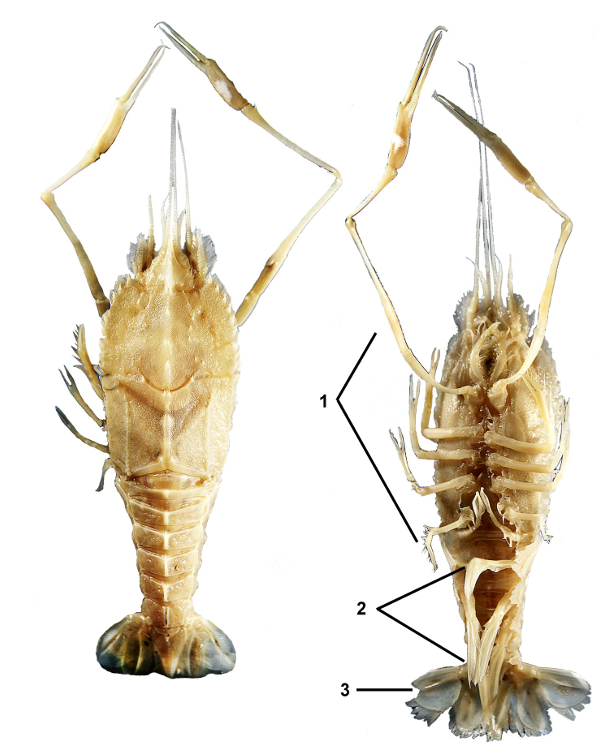 <p>taxa</p><p>label numbers</p>