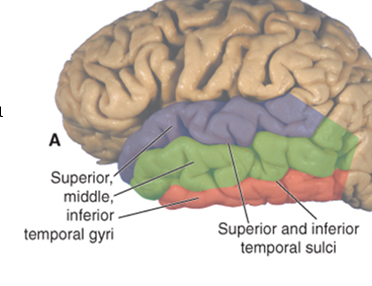 <p>Superior temporal gyrus</p><p>Middle temporal gyrus</p><p>Inferior temporal gyrus</p>