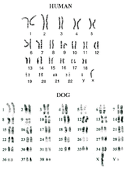 <p>the entire "library" of genetic instructions in DNA that an organism inherits</p>