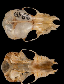 <p>Myotis austroriparius</p>