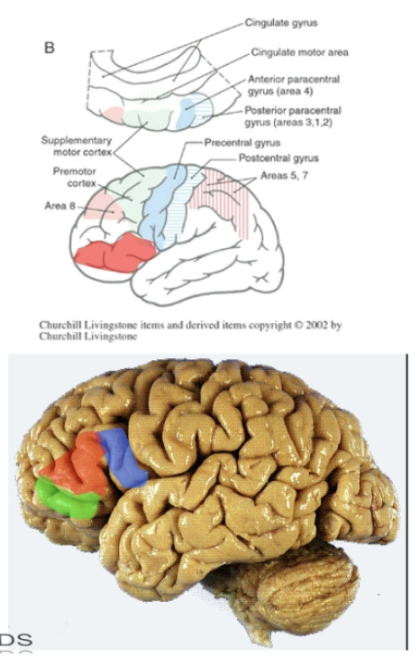 <ul><li><p>Anterior to premotor cortex in the frontal eye fields (area *)</p></li><li><p>These ares facilitate cortical (conscious) control of eye movements via connections to eye movments centers in brain. </p></li></ul><div data-type="horizontalRule"><hr></div><p>Inferior frontal gyrus primary parts:</p><ul><li><p>Pars <mark data-color="blue" style="background-color: blue; color: inherit;">opercularis</mark> (near lateral fissure)</p></li><li><p>pars <mark data-color="red" style="background-color: red; color: inherit;">trangularis</mark></p></li><li><p>Pars <mark data-color="green" style="background-color: green; color: inherit;">orbitalis</mark></p></li></ul><div data-type="horizontalRule"><hr></div><p>Pars opercularis + trangularis correspond to Broca’s area (area 45,44), the motor area for speech in the dominant (usually left) hemisphere</p><ul><li><p>These areas connect the brainstem nuclei for CN that control the motor output for speech. </p></li></ul><p></p>