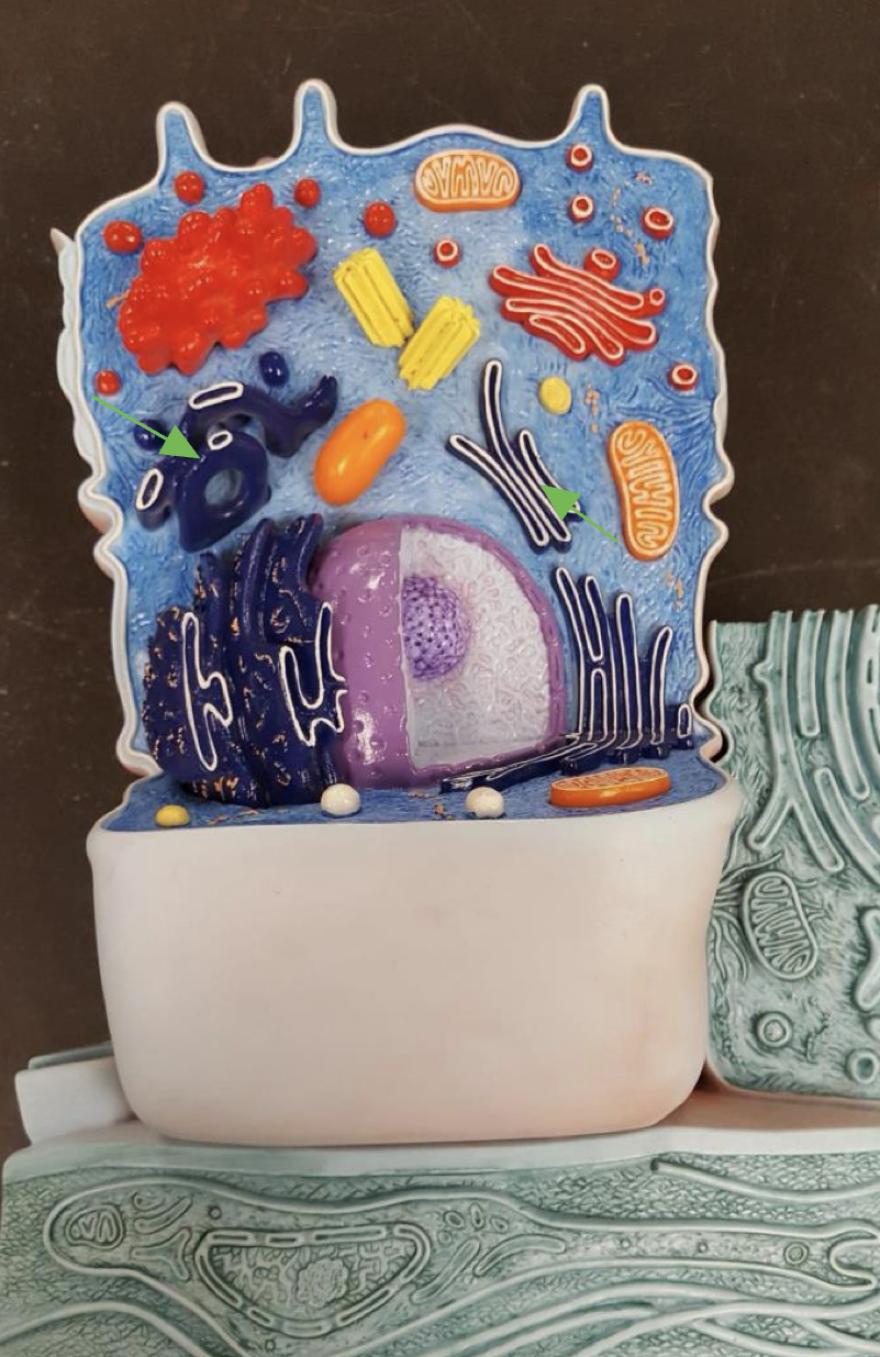 <p>Smooth Endoplasmic reticulum </p>