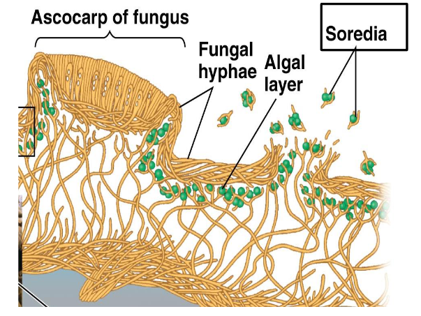 <p>produced by lichen for asexual reproduction</p>