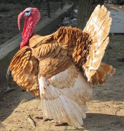 <p>identify</p>