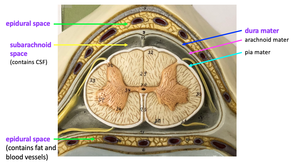 <p>Normal space between vertebra/discs, houses spinal nerve roots and the dura</p>