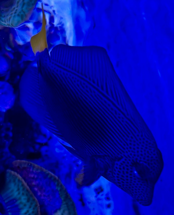 <p>Tangs, like Stevie NMA, ovate fish, blade like spine</p>