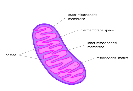 <p>space between the inner and outer membrane</p>