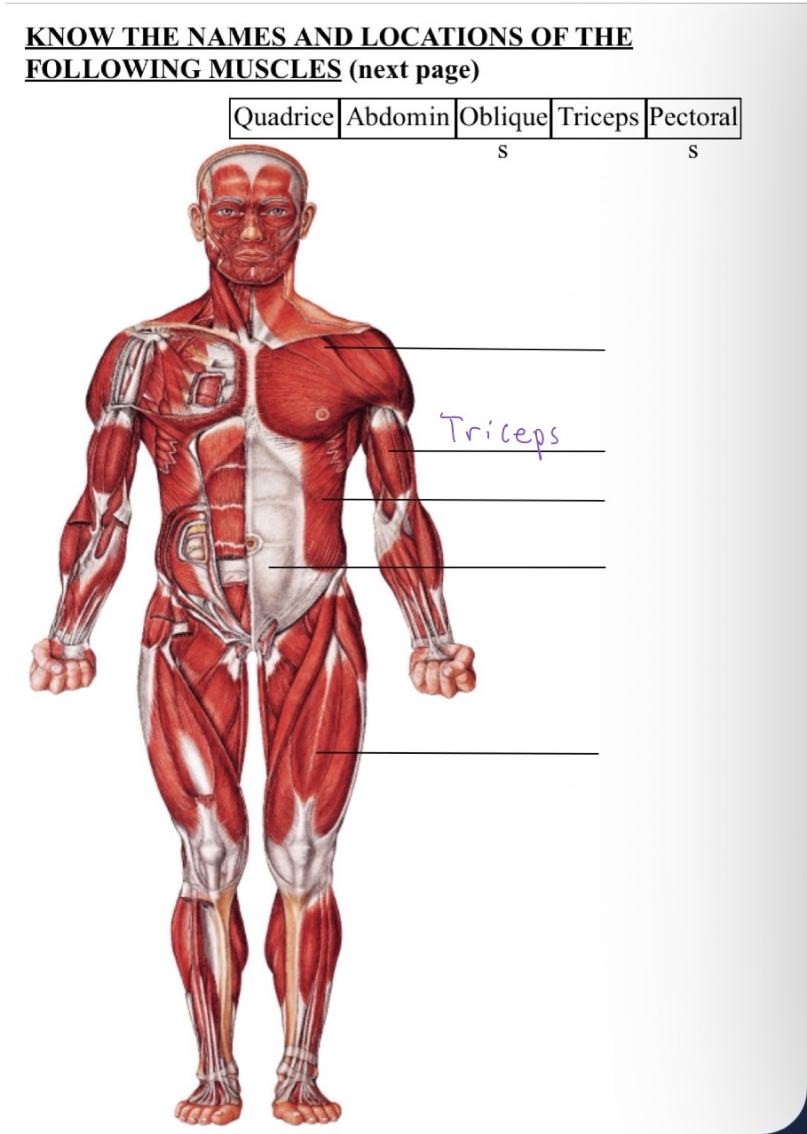 knowt flashcard image