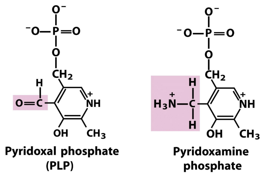 <p>What cofactor do aminotransferases use?</p>