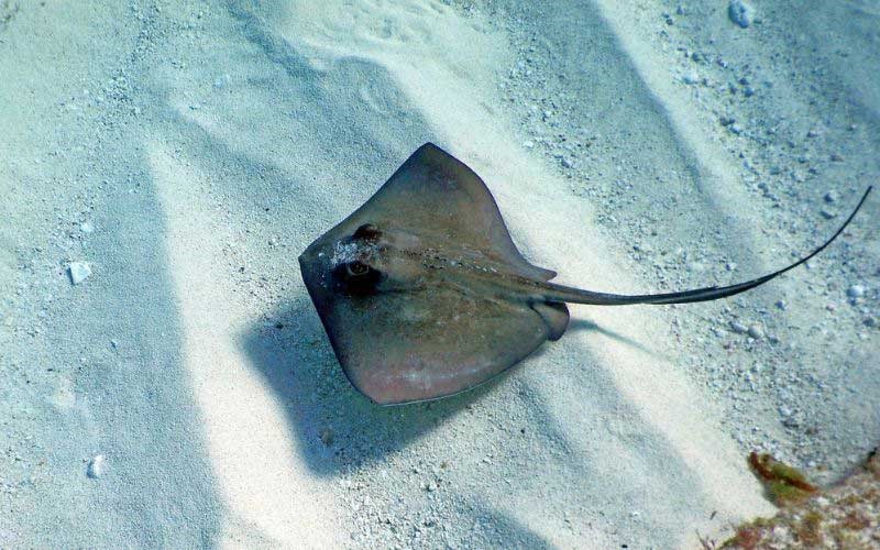 <p>sting-ray</p>
