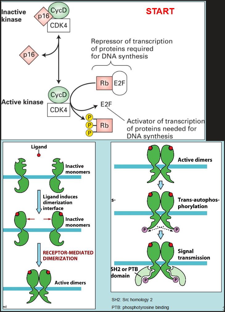 <p>ligand induces dimerization interface of inactive monomers, causing receptor-mediated dimerization into active dimers, which then undergo trans-autophosphorylation causing signal transmission of 5H2 or PTB domains </p>