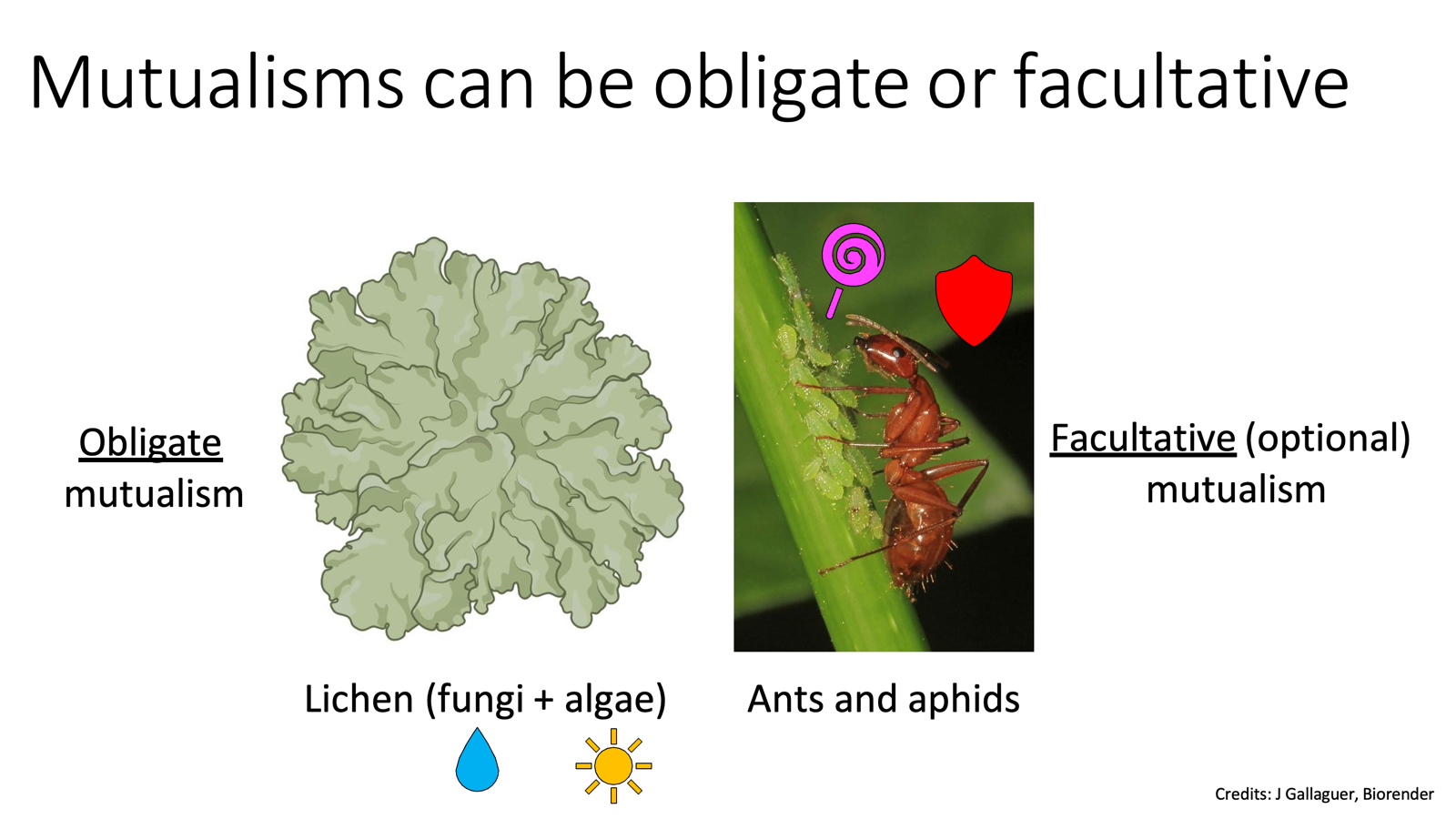 <ul><li><p><strong>Obligate</strong> ← <u>obligation</u>! (mutualistic relationships needed to survive and thrive!)</p></li><li><p><strong>Facultative</strong> ← <u>optional</u>! Not necessary for survival or reproduction, but both species can benefit.</p></li></ul><p></p>