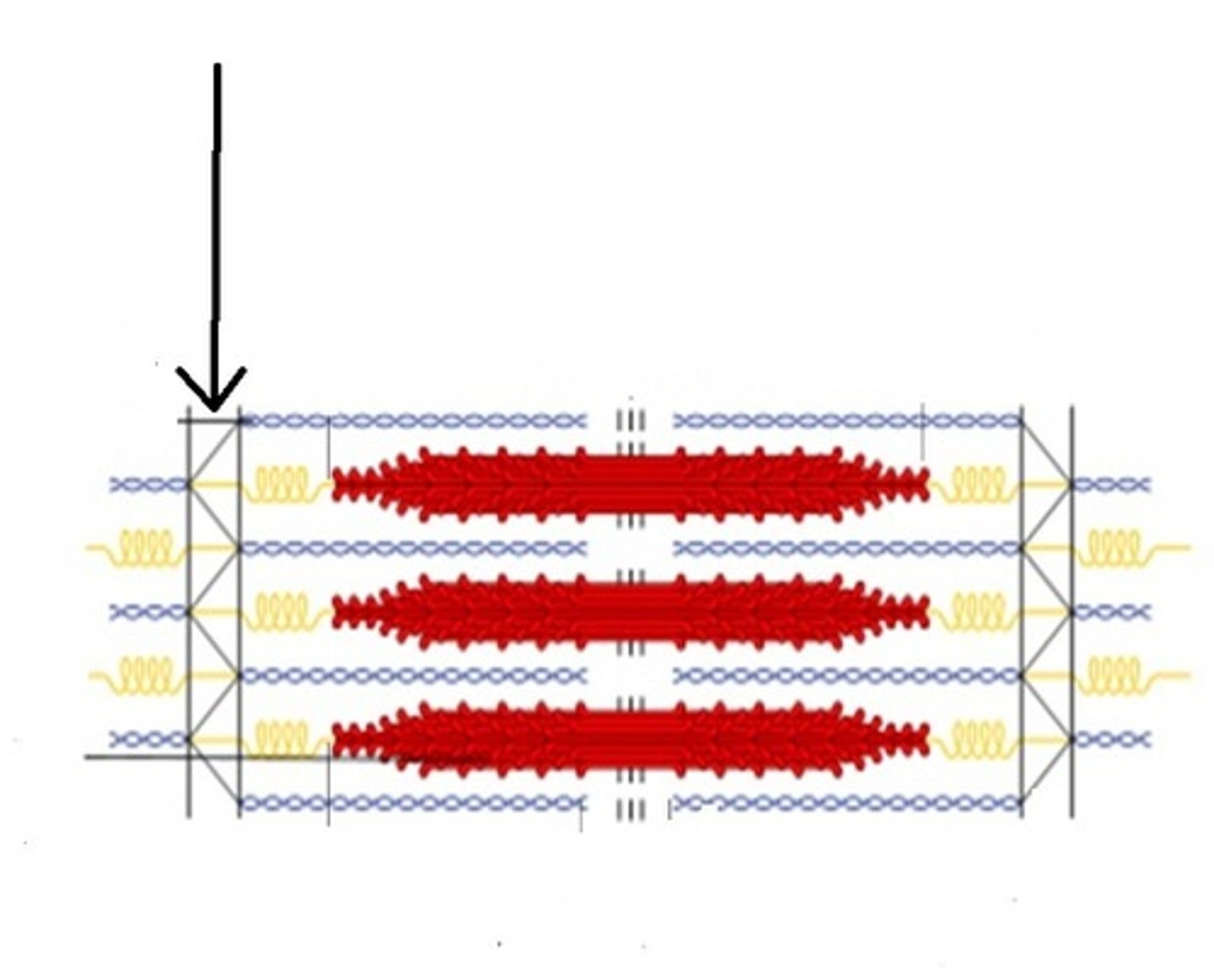<p>What is the z disc?</p>