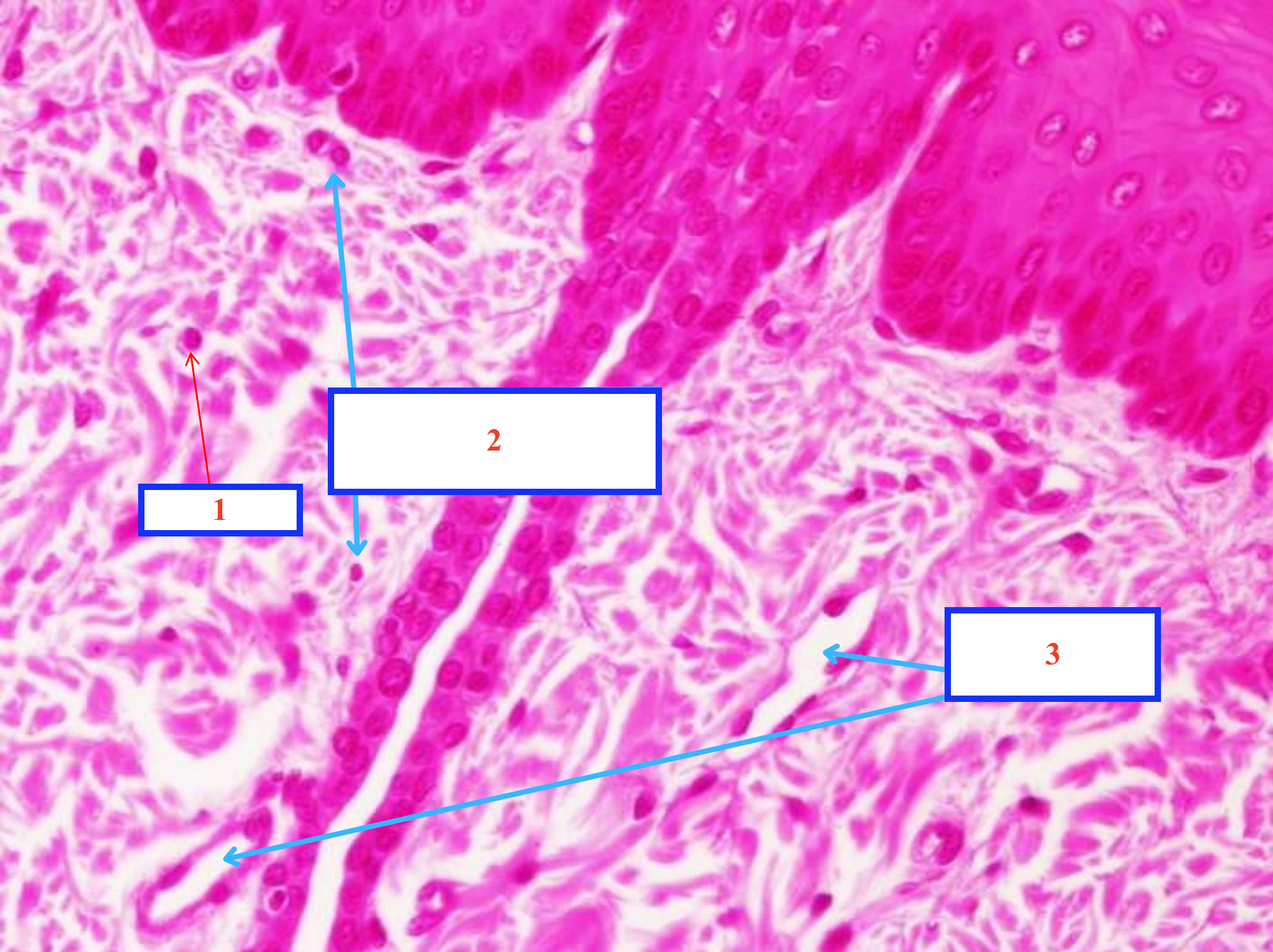 <p>1.2. Tế bào gì ?</p><p>4. Cấu trúc gì ?</p>
