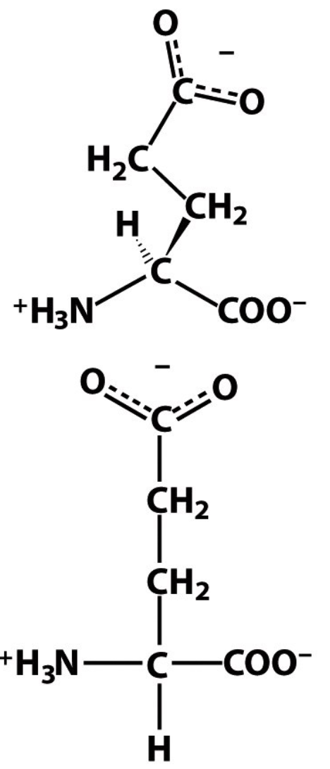 <p>E </p><p>Glu</p><p>Negatively-charged (at physiological pH), considered acidic </p>