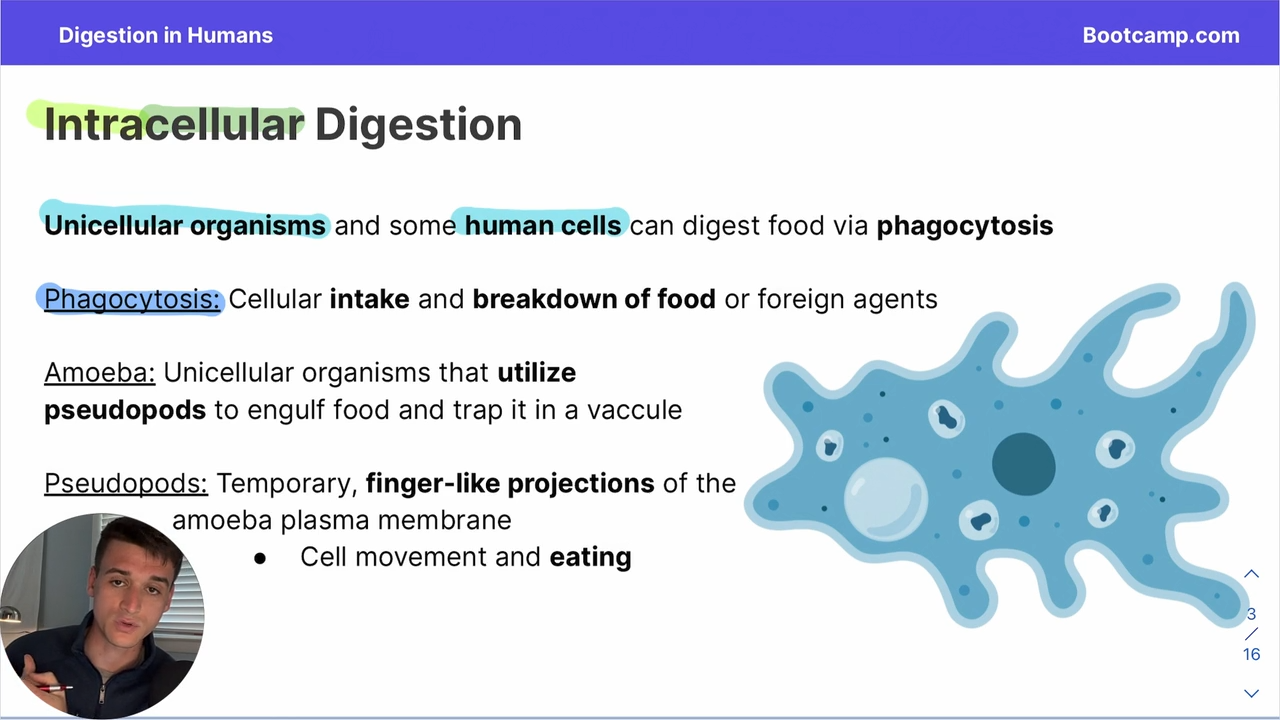 <p>unicellular organisms and some human cells digesting food via phagocytosis </p>