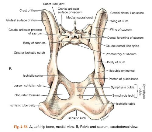<p>pectinius m, attaches here </p>