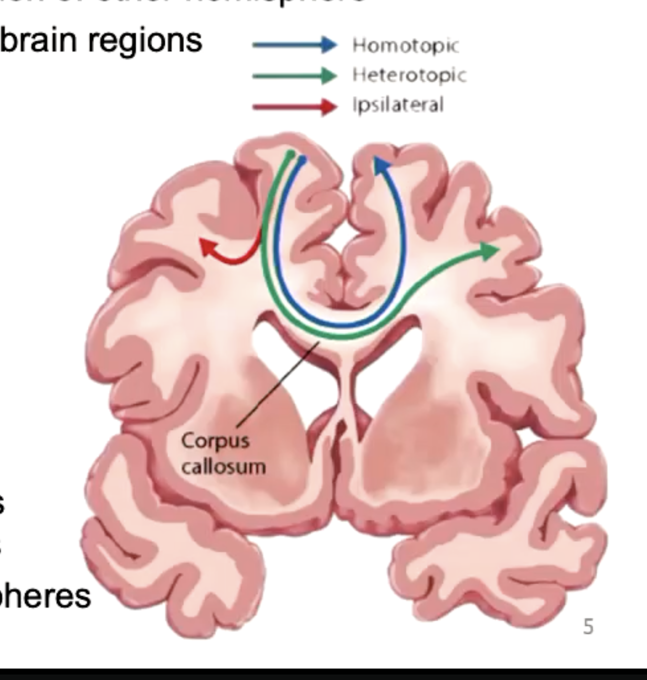<p>Consists of large bundle of axons that connect two hemispheres.</p><p>Green and plue is contralateral connections (opposite sides), red is ipsilateral (same side).<br><br>Homotopic connects complementary regions of other hemisphere.<br>Heterotropic communicates to different brain regions.</p>