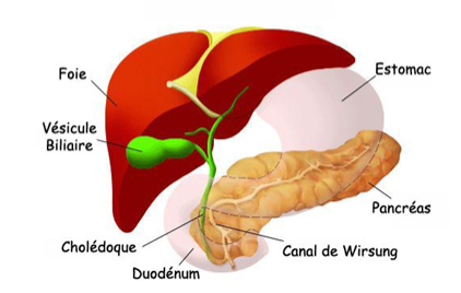<p>A:Foie</p><p>B:Vésicule biliaire</p><p>C:Cholédoque</p><p>D:Duodénum</p><p>E:Canal de Wirsung</p><p>F:Pancréas </p><p>G:Estomac</p>