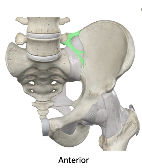 <p>What does the <span style="color: rgb(66, 193, 132);"><strong>illiolumbar ligament </strong></span>do?</p>