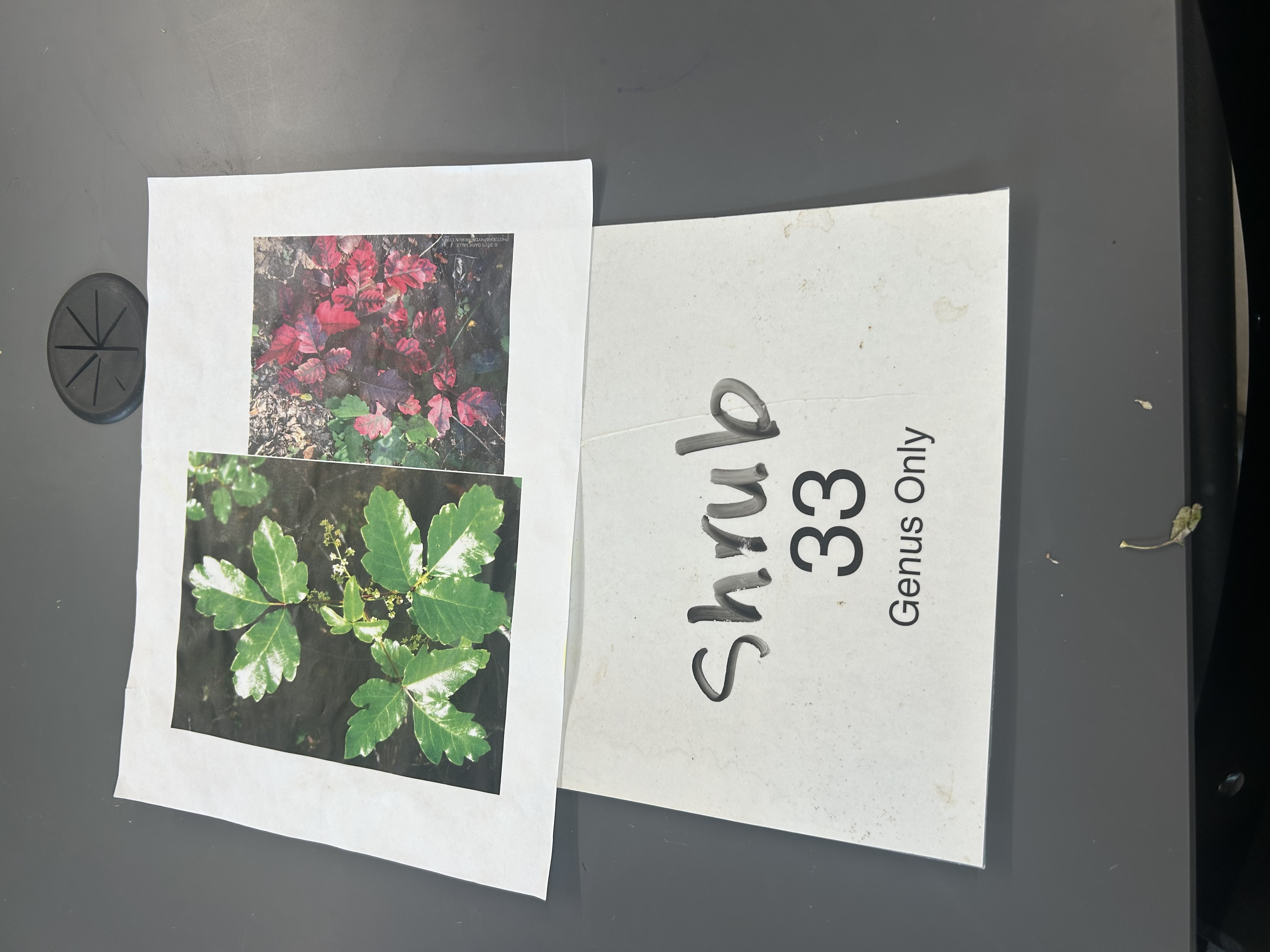 <p>Leaves of three</p>