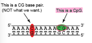 <p>At CpG dinucleotides on the same strand</p>