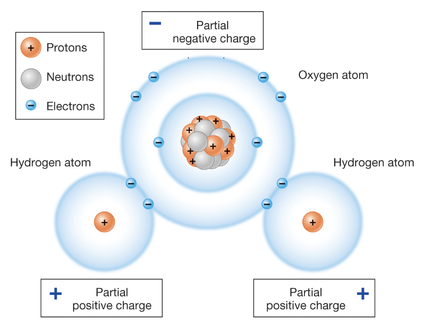 <p>Where are the covalent bonds in this figure?</p>