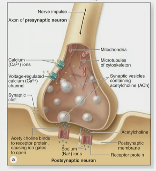 <p>characteristics of synapse</p>