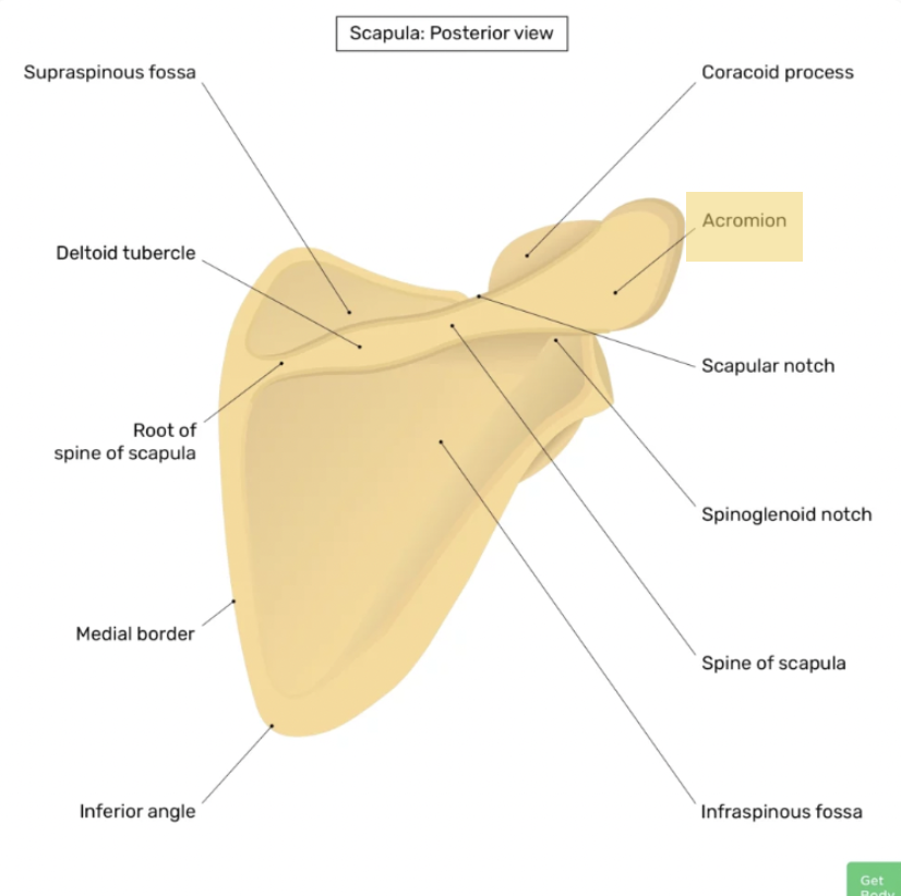 <p><span>The acromion</span></p>
