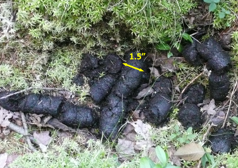 <p>5-12 in long w/ 1-2 in diameter, dark coloring, tubular and loose, frequently contains berries seeds, and nuts</p>