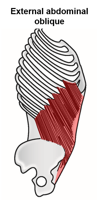 <p><span>–<u>Origin</u>: lower margin of rib cage</span></p><p><span>–<u>Insertion</u>: linea alba, iliac crest, anterior superior iliac spine, pubic tubercle</span></p><ul><li><p><span>Most <u>superficial</u> of lateral abdominal wall muscles</span></p></li><li><p style="text-align: left;"><span>Muscle fibers run in <u>down and medial </u>direction</span></p></li><li><p style="text-align: left;"><span>Inferior free margin (spanning between <u>anterior superior iliac spine</u> and <u>pubic tubercle</u> of pelvis) forms the <strong><em>inguinal ligament</em></strong></span></p></li></ul><p></p>