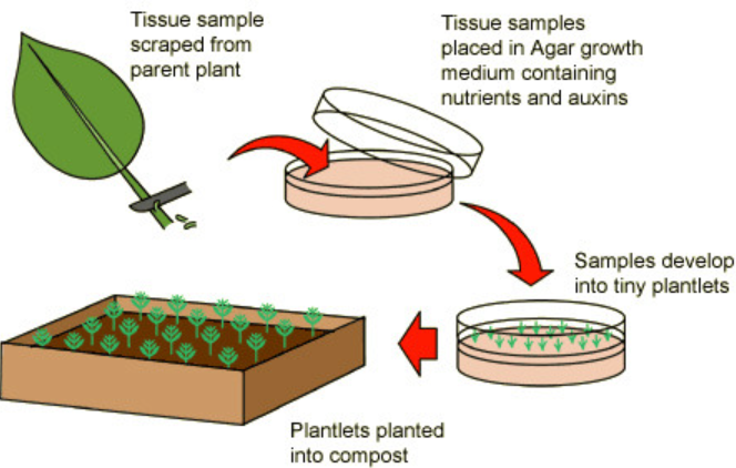 <p>-cut plant materials into small pieces (explants) → <span>taken from the stem or root tips as they have meristem cells</span></p><p><span>-sterilise explant to kill microorganisms </span></p><p><span>-place on agar containing glucose, amino acids and </span>plant growth hormones</p><p><span>-cells divide to produce a callus (mass of undifferentiated cells)</span></p><p><span>-there’s high auxin and cytokinin concentration for for callus formation</span></p><p><span>-sub-divide the callus </span>into smaller pieces</p><p><span>-t</span>ransfer pieces to fresh medium with different hormone concentrations t<span>o encourage shoot and root formation</span></p><p><span>-plantlets develop and are transferred to soil</span></p><p><span>-they develop into plants that are genetically identical to the parent plant</span></p>