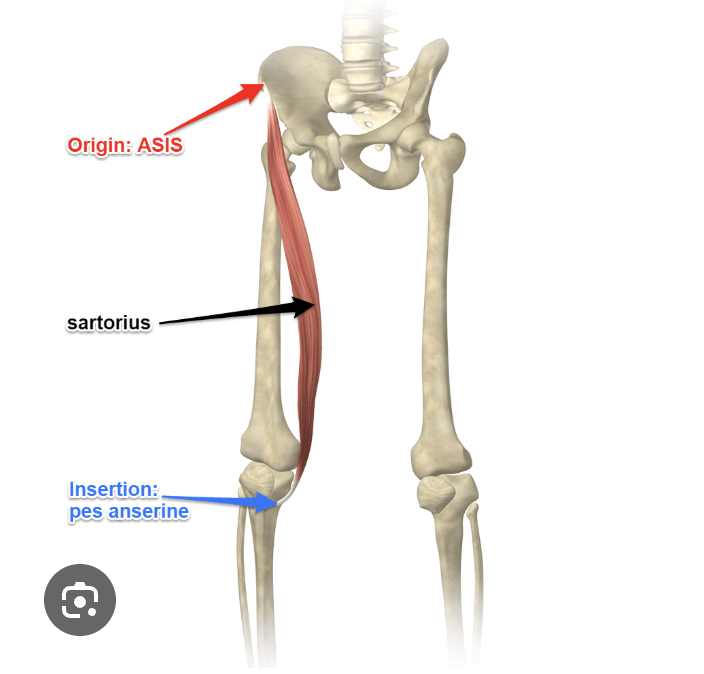 <p>-o: ASIS</p><p>-i: Pes anserinus</p><p>-act: hip flexion, abduction, LR; knee flexion</p><p>-in: Femoral n</p><p>-blood:</p><p>-type: flat</p>