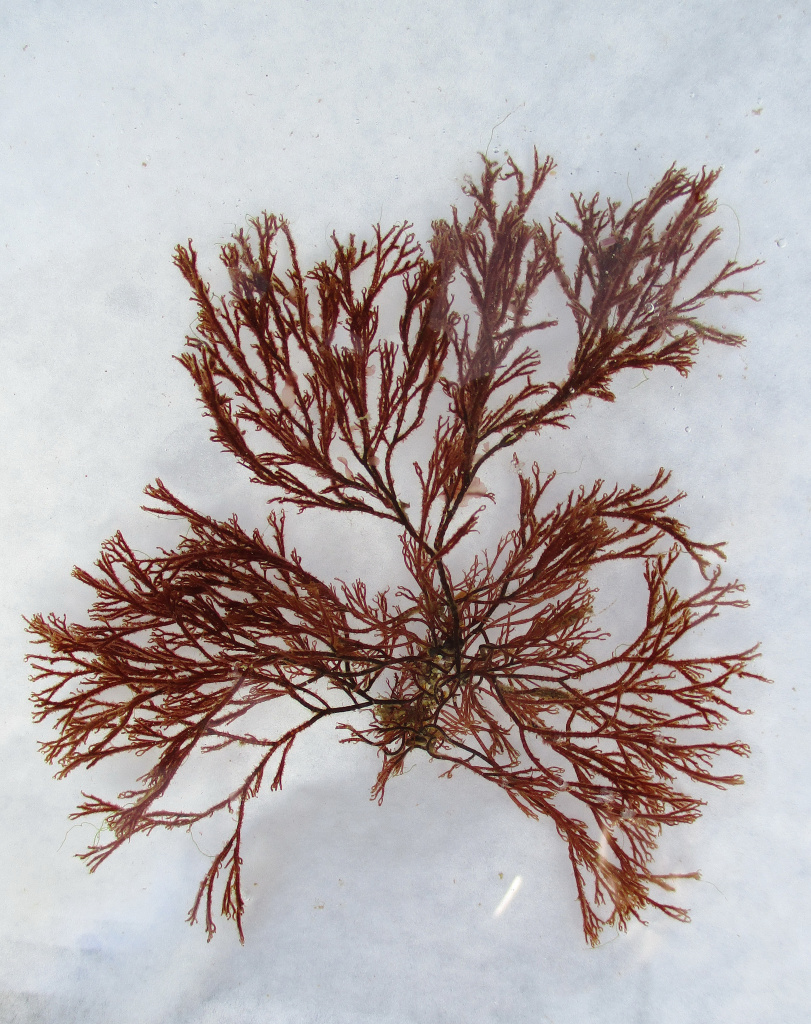 <p>red algae</p><p>has forcipate tips (crab hands) </p><p>cortification present </p>