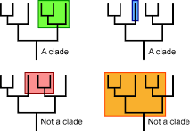 <p>groups of organisms that have a single common ancestor whose descendants represent a single, unbroken evolutionary branch on the tree of life.</p>